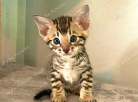 Beautiful Savannah Bengal Hybrid