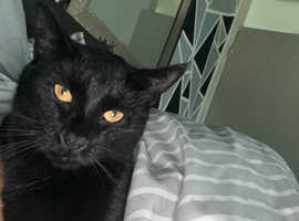 Please help get rollo home