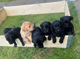 Labrador Pups