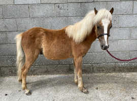 Welsh A x Shetland Yearling Colt