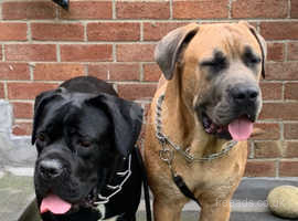 Cane Corso Puppys