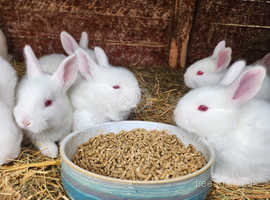 Pure breed new zealand white bunnies for sale