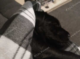 Rehome