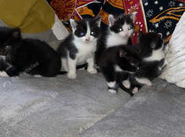 2 girl kittens