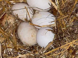 Goose Eggs