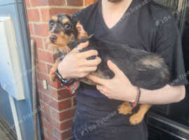 Lovely female dachsund cross terrier