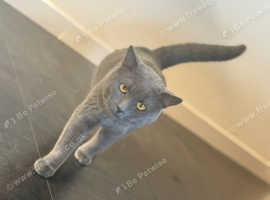 British Short Hair Beautiful 2 year