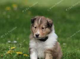 Collie Puppies - Exceptional Litter from Angels Path Kennel