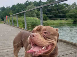 American pocket Bully