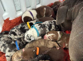Staff x American bully