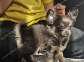 Chihuahua