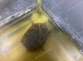 3 musk turtles for sale