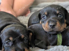 Standard Dachshund Puppies - Absolutely beautiful mixed Litter!