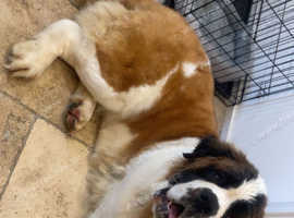 22 month old female Saint Bernard kc registered
