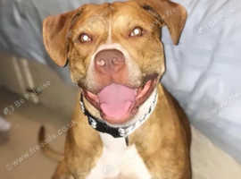 American bulldog for sale