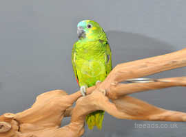 Baby Blue fronted Amazon talking parrots,2