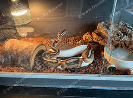 Royal python