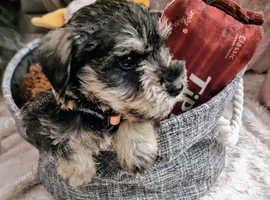 3 purebred Miniature Schnauzer Puppies