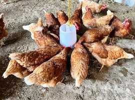 Brown hens laying well