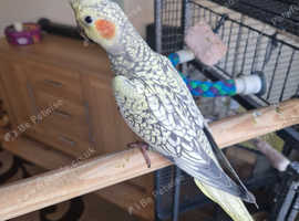 Female cockatiel