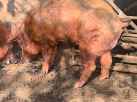Tamworth boar