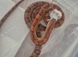 Corn snake and vivarium