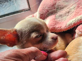 2 x tiny stunning baby's ready now