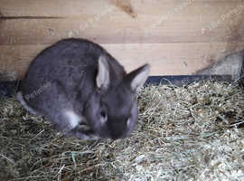 Netherland dwarf rabbits
