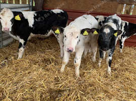 British Blue & Angus Weaned Calves in Wolverhampton on Freeads ...