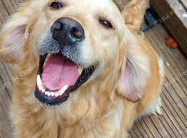 Female golden retriever