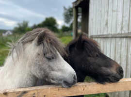 Pair of Shetland Ponies for Loan or Sale