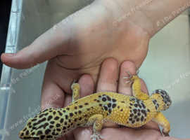 Male leopard gecko