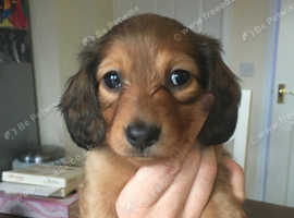 Dachshund Dogs Puppies For Sale Rehome In Taunton Find Dogs