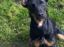 Jagdterrier ( German Hunting Terrier )