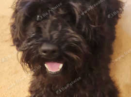 Two handsome Schnoodle Boys Available Now