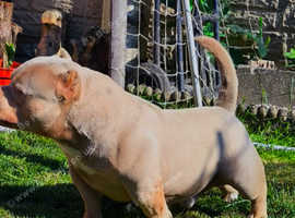 Adopted Tyson American Bully Tyson Strong Best Mastiff Names