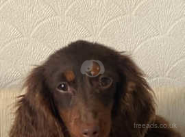 Long haired miniature dashound