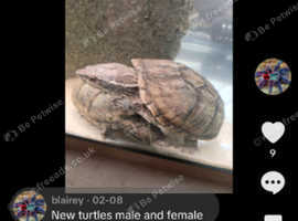 Pair of musk turtles