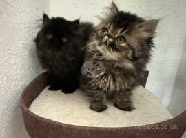 2 absolutely gorgeous Persian kittens