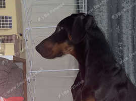 Doberman boy 18 months old