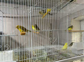 Canaries for sale