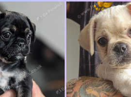 Female pug Puppies ready now