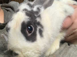 Female bunnies for sale best sale near me