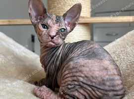 Donskoy Sphynx Tica pedigree