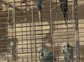 Budgies