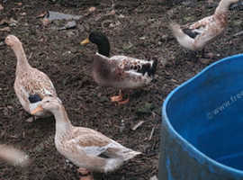Ducks for sale