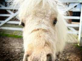 Registered Shetland Palomino Yearling | in Ingatestone, Essex | Freeads