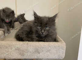 Maine coon kittens