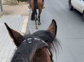 Horses and Ponies Buy and Sell Equestrians in Farnham Common