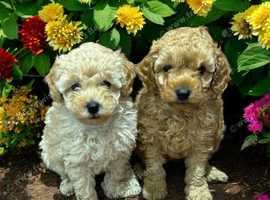 Miniature Poodles for sale